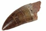 Serrated, Carcharodontosaurus Tooth - Massive Theropod Tooth #191933-1